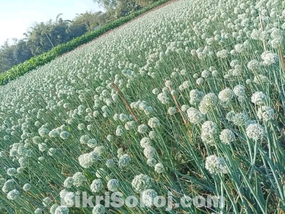 লাল তীর হাইব্রিড জাতের পেঁয়াজের দানা বীজ